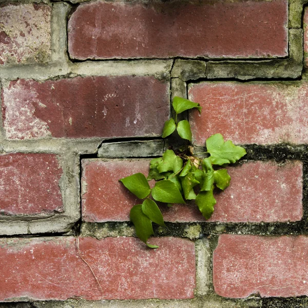 An image showing step cracking in mortar joints between bricks.